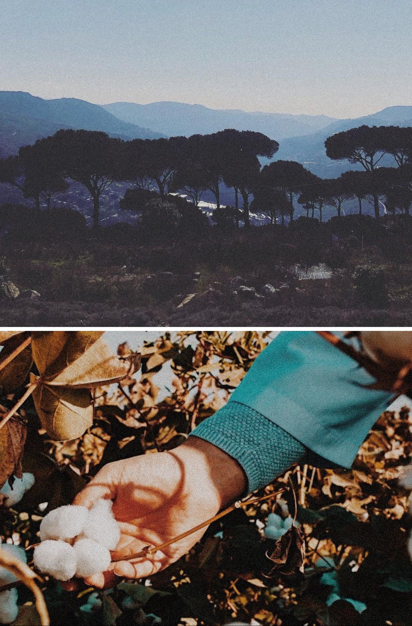 Top half of the image shows a scenic view with trees and mountains, bottom half shows a hand holding cotton plants.